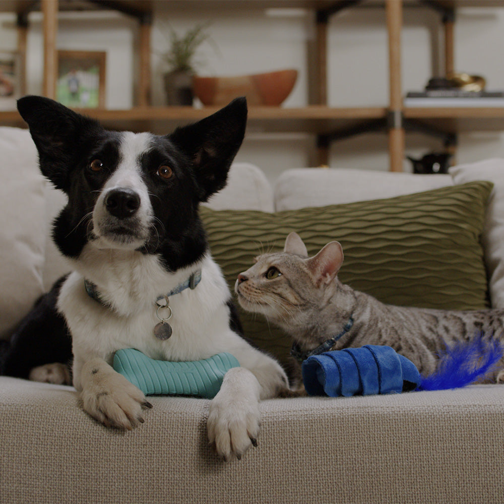Which Dog Breeds Safest With Cats: Top Friendly Breeds Revealed