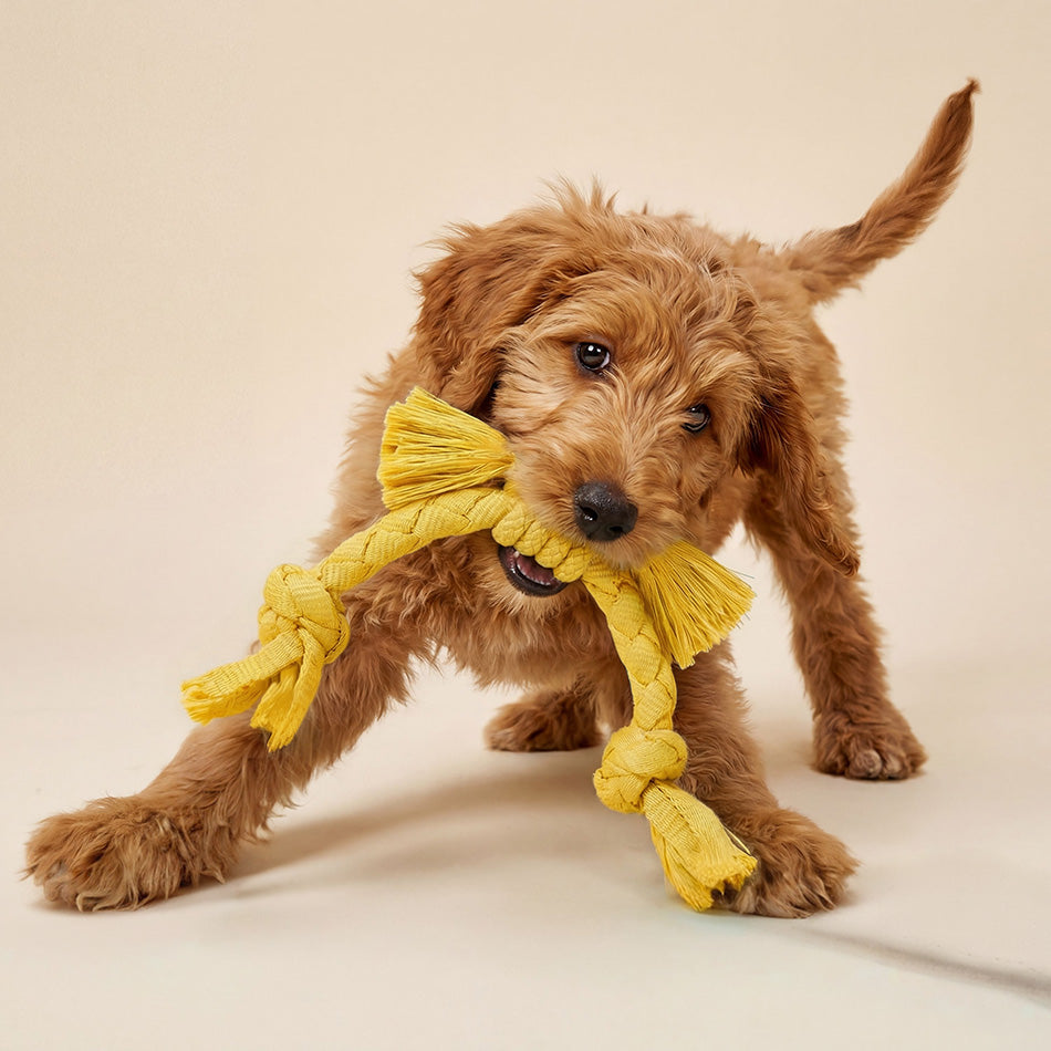 Playology Peanut Butter Scented Puppy Sensory Rope Dog Toy, Small