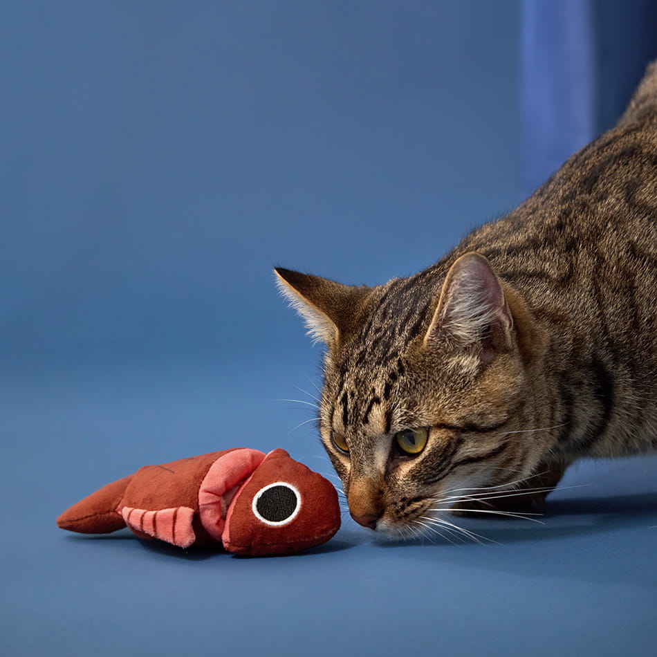 Frankie – Playology