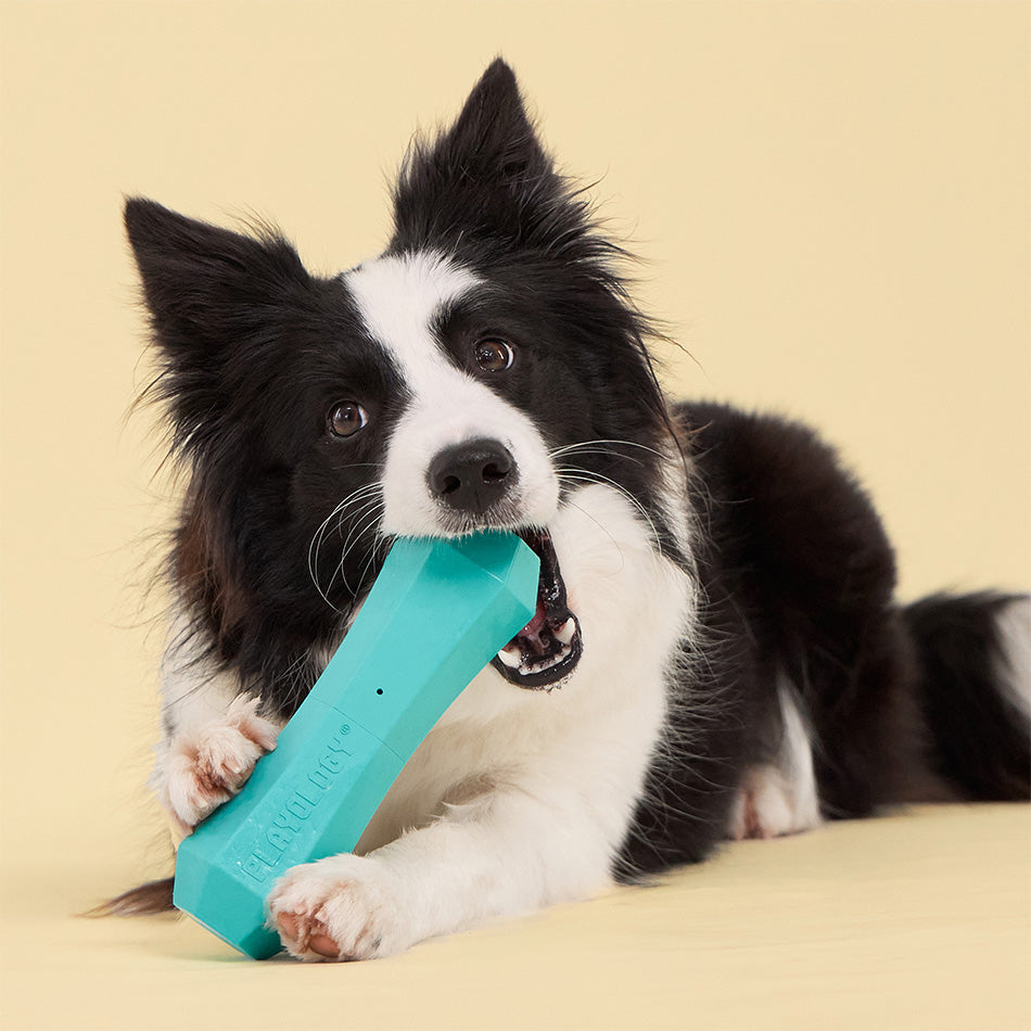 Playology Squeaky Chew Stick Dog Toy