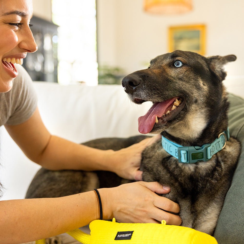 No More Bored Pups: The Ultimate Rainy-Day Playbook