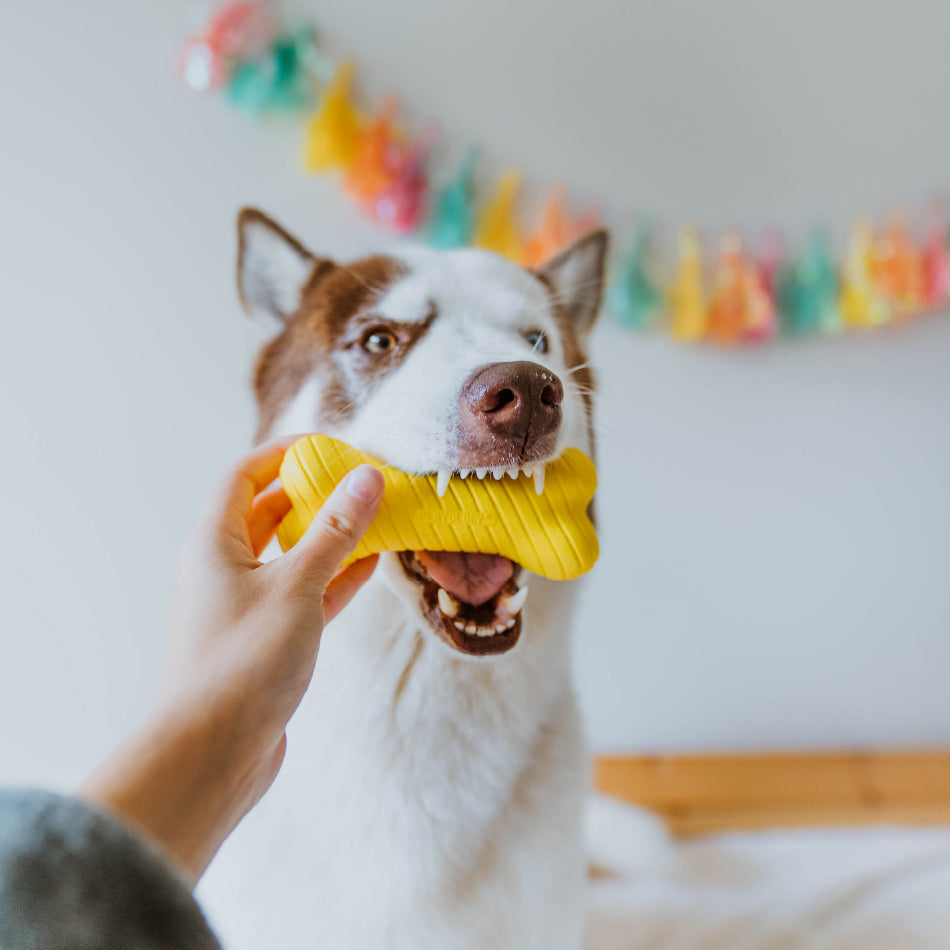 Celebrate Gotcha Day: Ideas for Dogs and Cats of All Ages