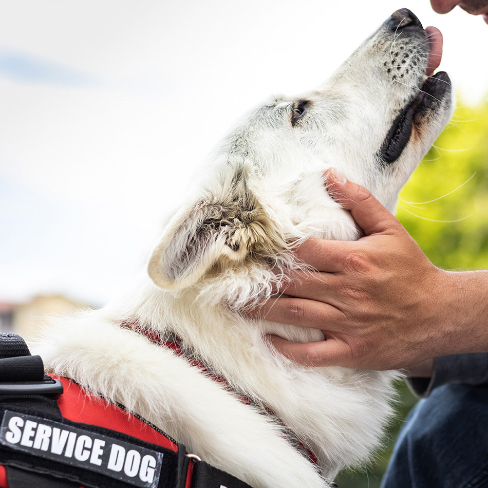 The Science and Community Behind Service Dogs