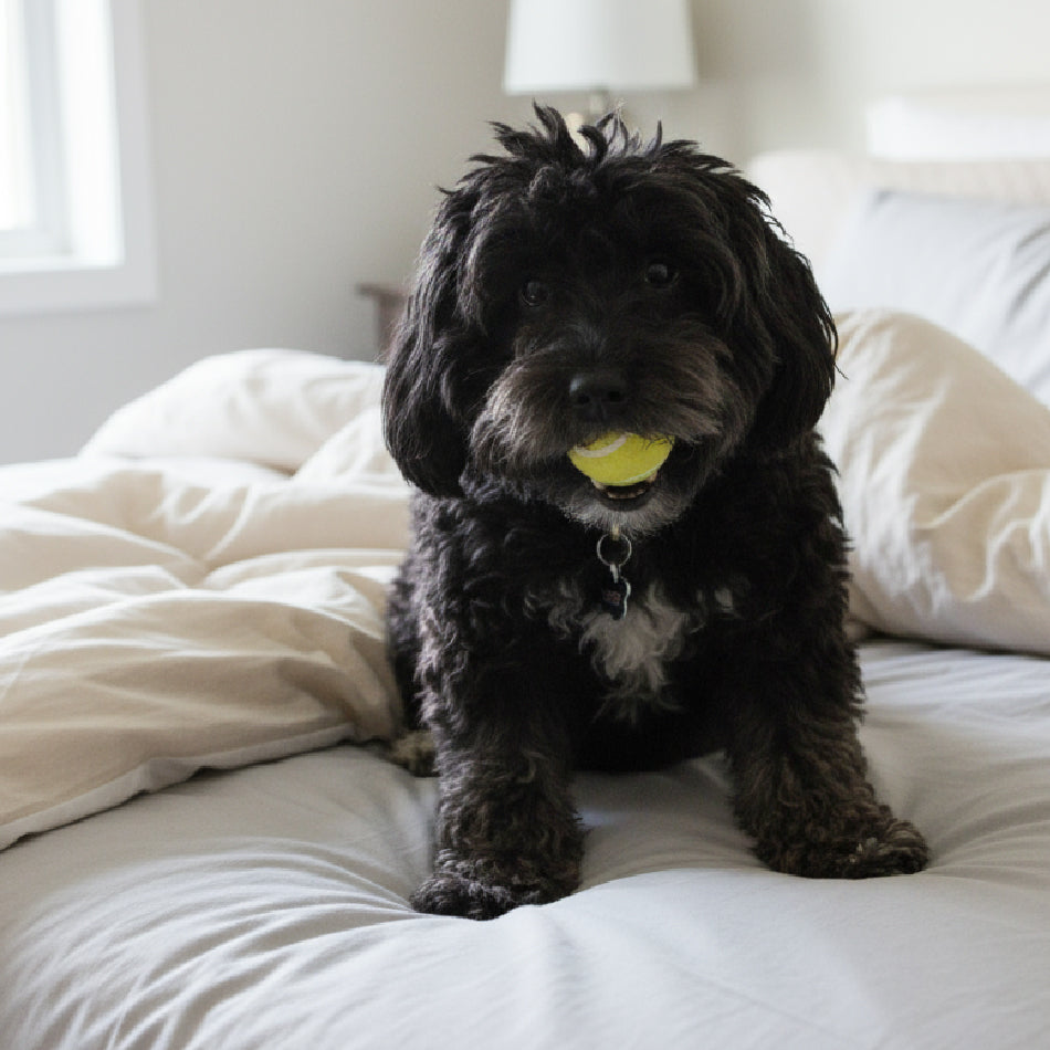 Building Trust with Your Pet: Tips for Cats and Dogs