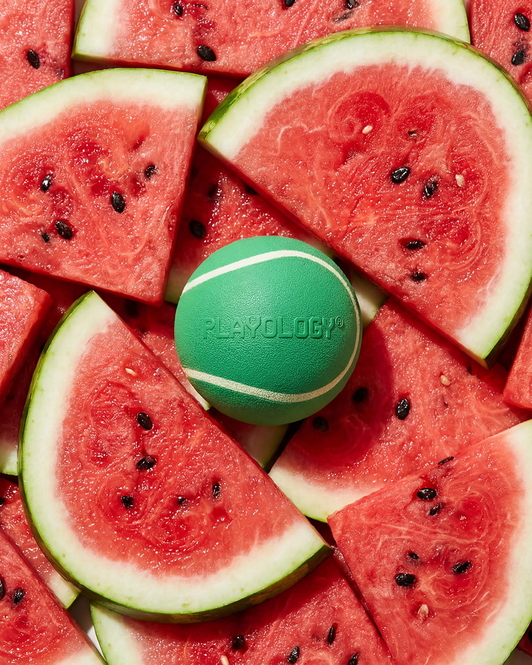 Dog Safe Snacks For Summer