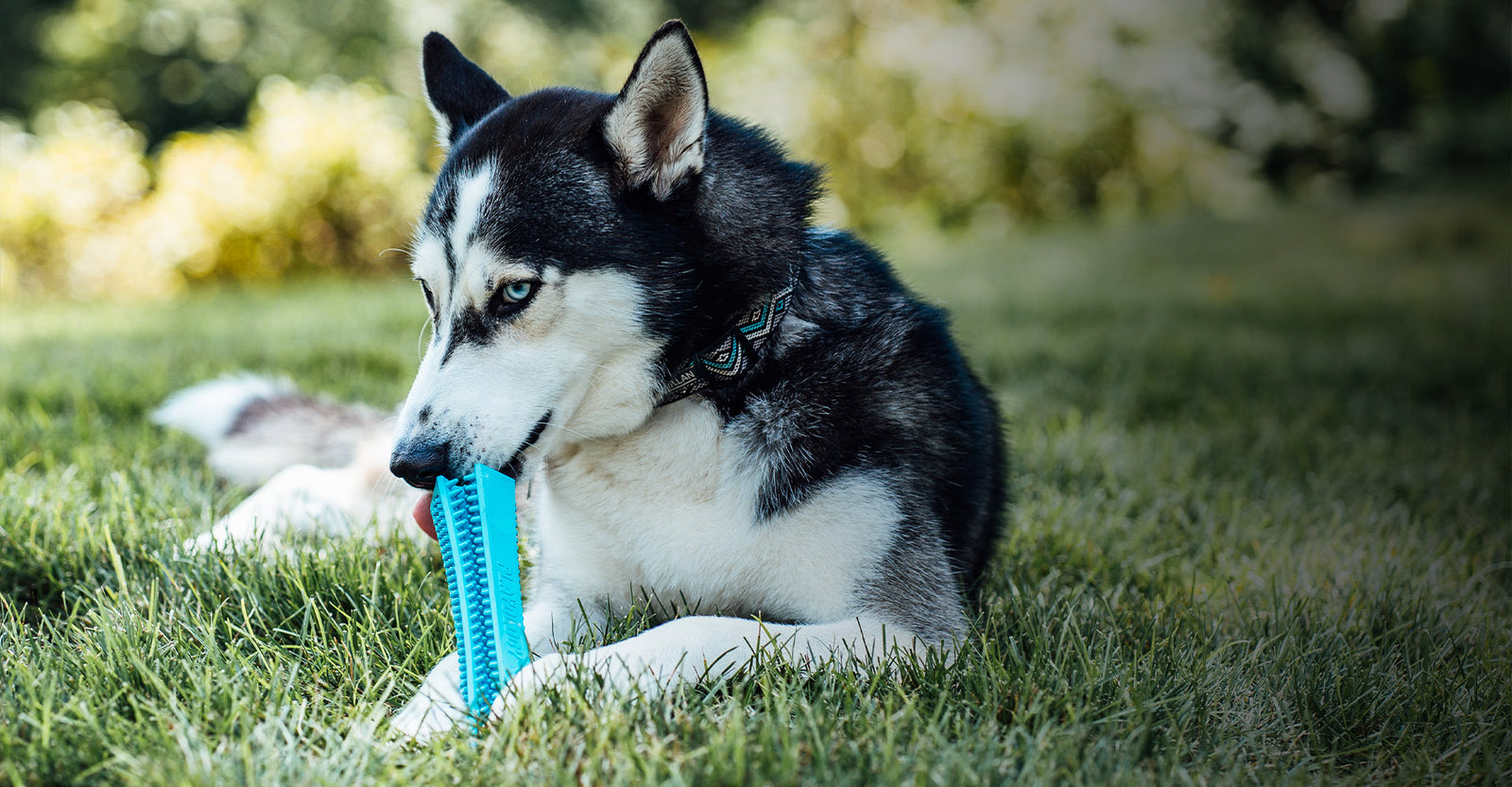 Pet Supplies : Playology Silver Dental Chew Stick Dog Toy for