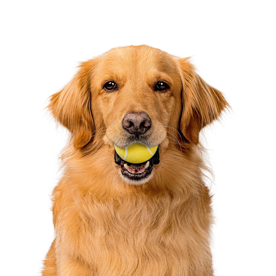 
                  
                    Rainbow of Scent - Squeaky Chew Ball Box
                  
                