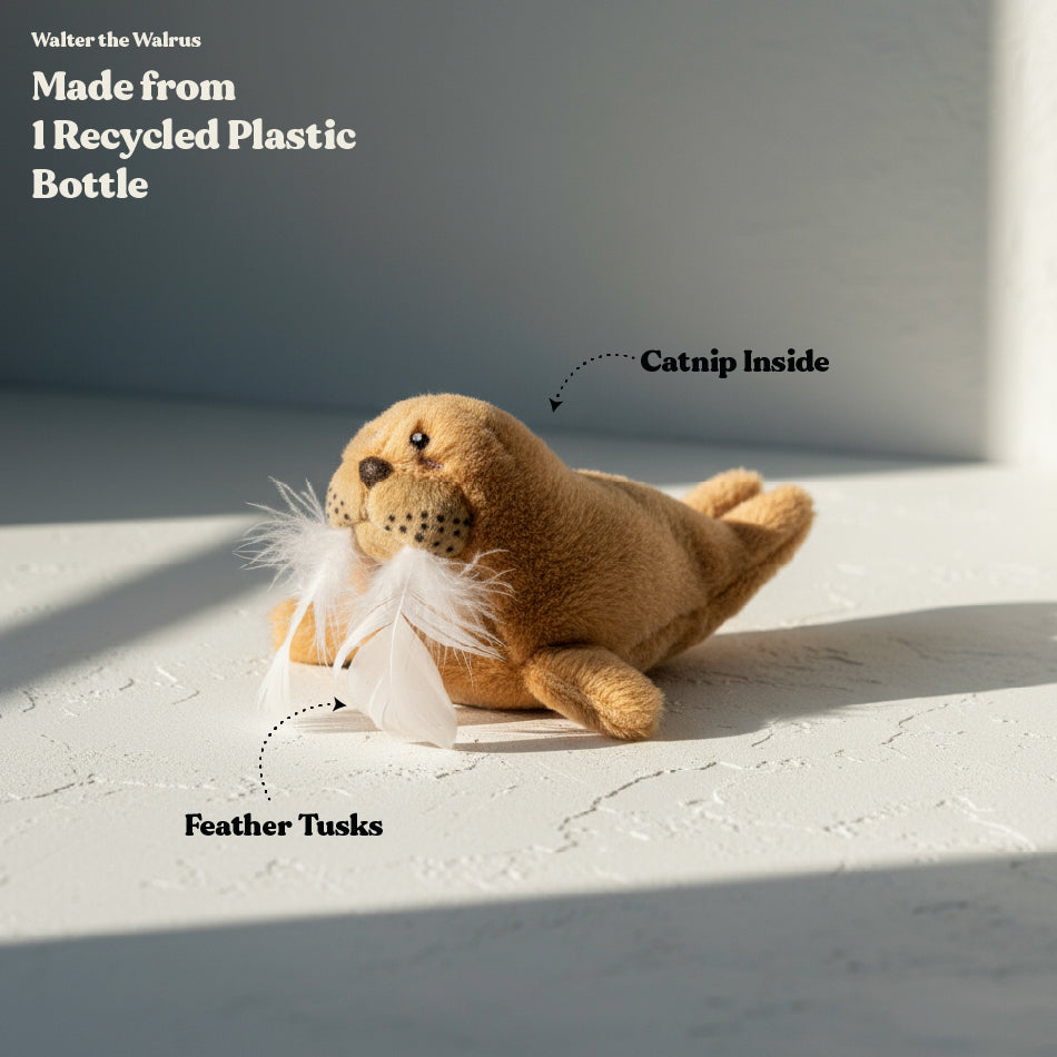 
                  
                    Walter the Walrus - Cat
                  
                