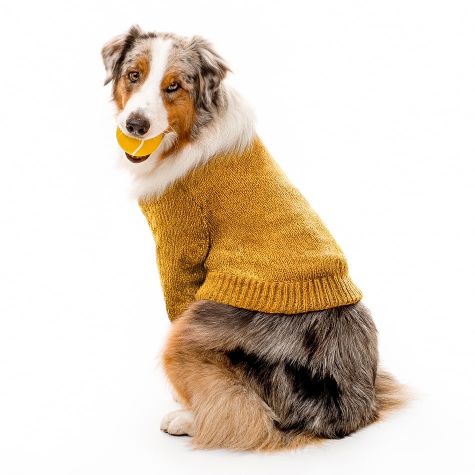 
                  
                    Squeaky Chew Ball | Pumpkin Spice
                  
                