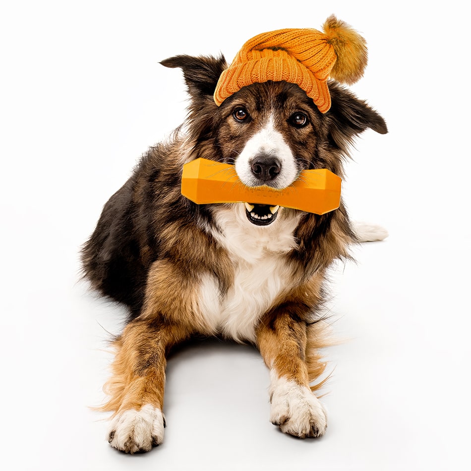 
                  
                    Squeaky Chew Stick | Pumpkin Spice
                  
                