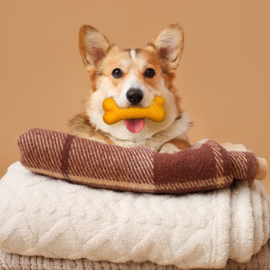 
                  
                    Dual Layer Bone | Pumpkin Spice
                  
                