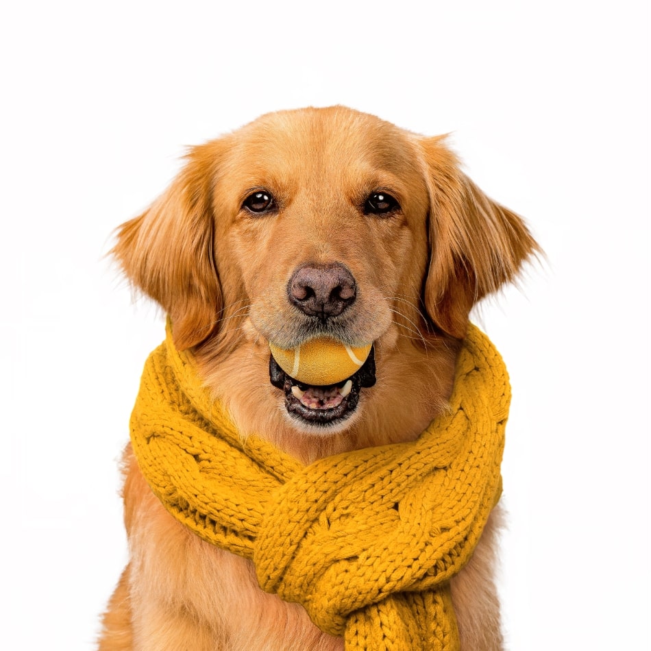 
                  
                    Squeaky Chew Ball | Pumpkin Spice
                  
                