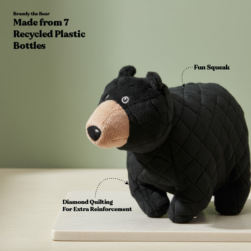 
                  
                    Brandy the Black Bear
                  
                