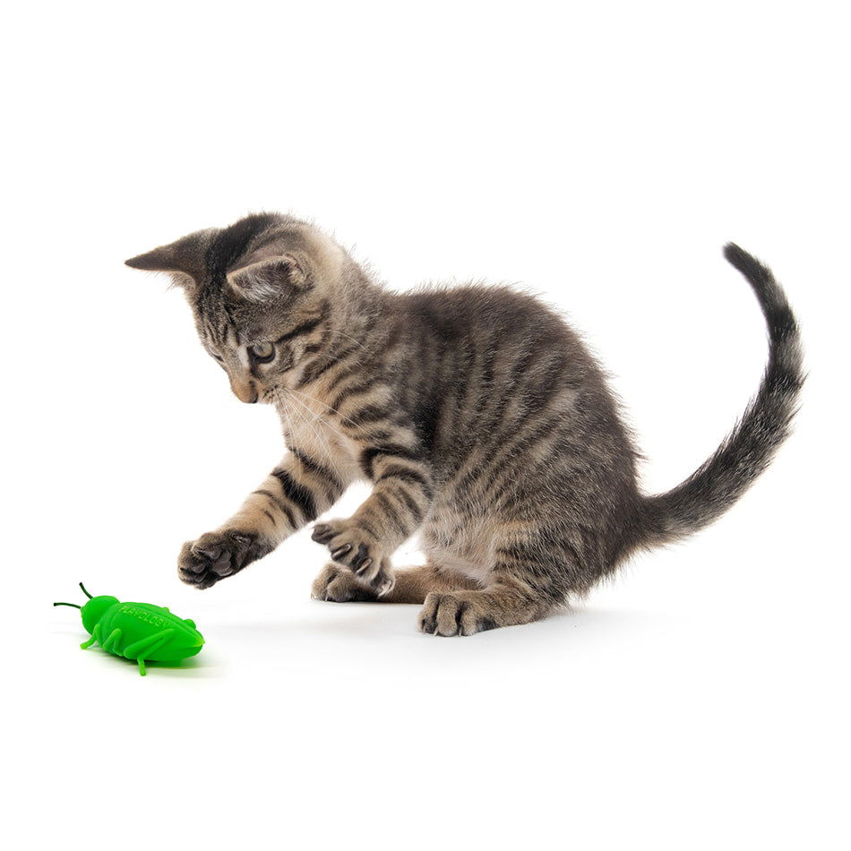 
                  
                    Chirping Grasshoppers
                  
                