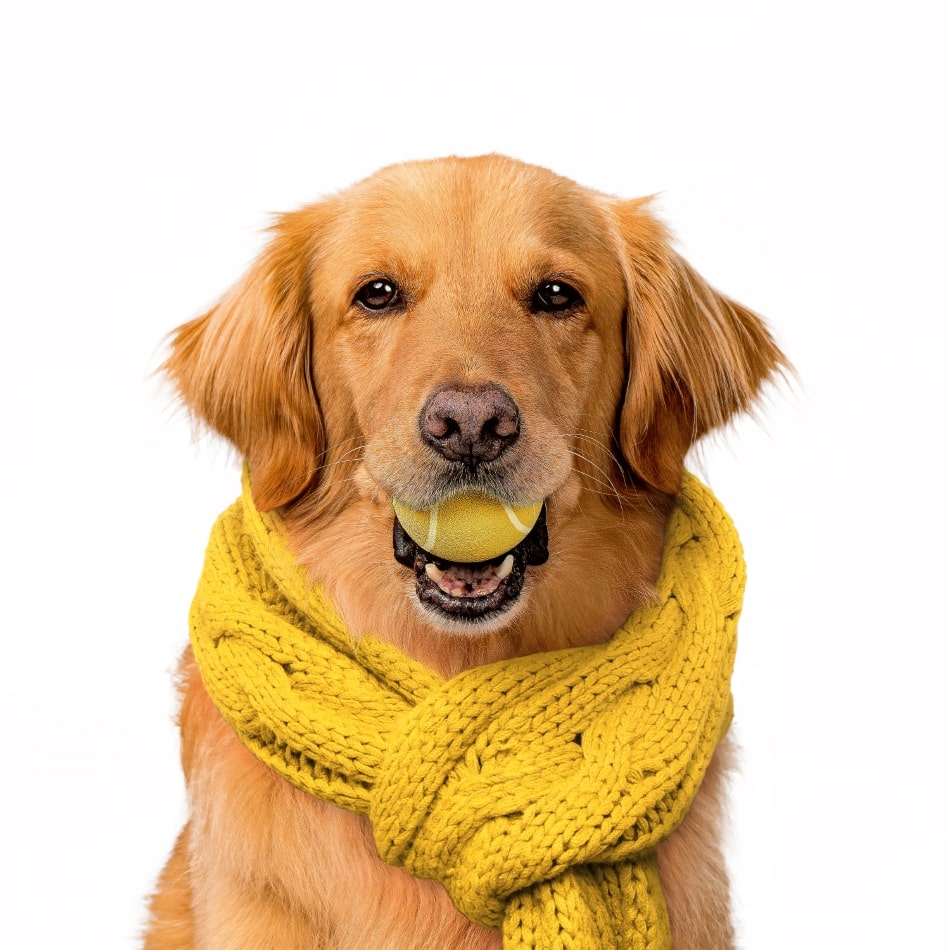 
                  
                    Squeaky Chew Ball | Apple Cider
                  
                