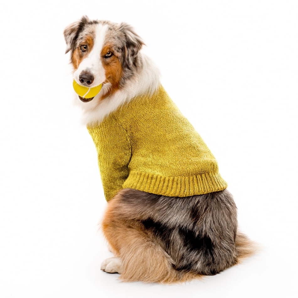 
                  
                    Squeaky Chew Ball | Apple Cider
                  
                