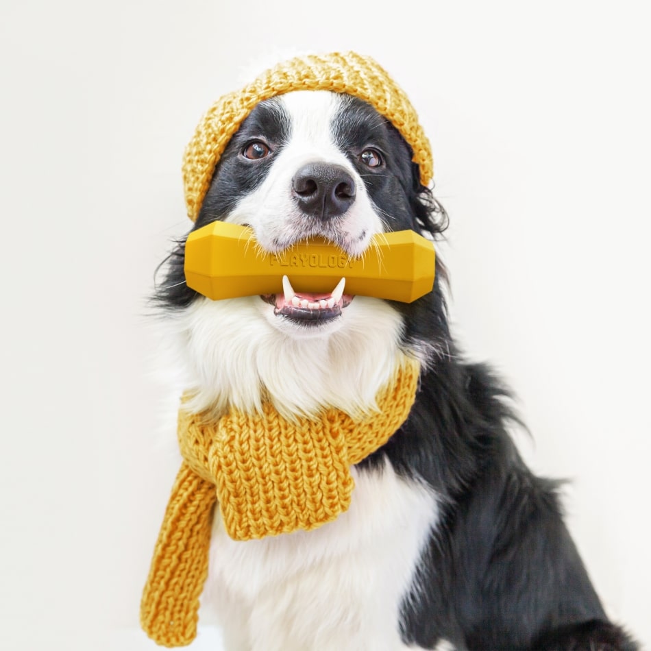 
                  
                    Squeaky Chew Stick | Apple Cider
                  
                