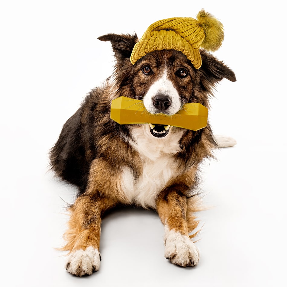 
                  
                    Squeaky Chew Stick | Apple Cider
                  
                