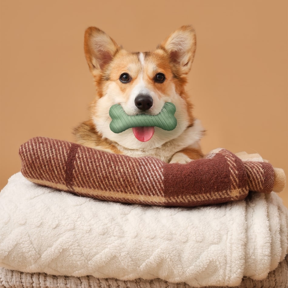 
                  
                    Dual Layer Bone | Sage & Squash
                  
                