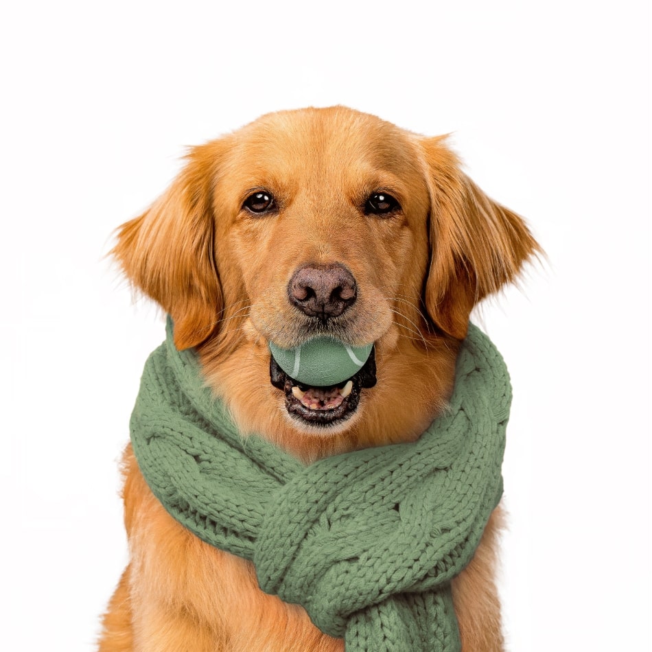 
                  
                    Squeaky Chew Ball | Squash & Sage
                  
                