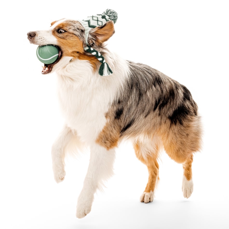 
                  
                    Squeaky Chew Ball | Squash & Sage
                  
                