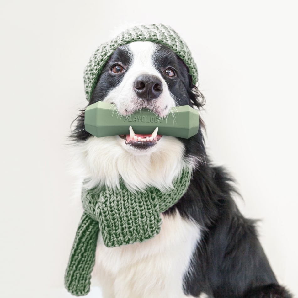 
                  
                    Squeaky Chew Stick | Squash & Sage
                  
                