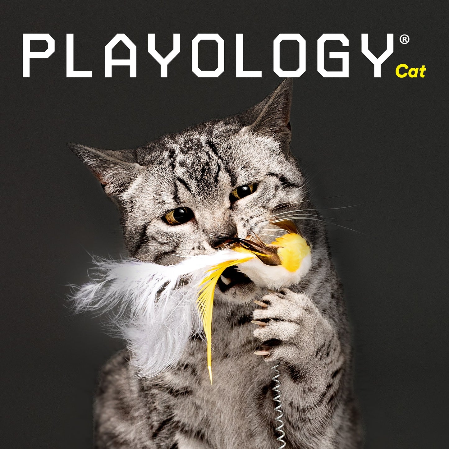 Can Cats Use Playology Dog Toys: Surprising Benefits Revealed