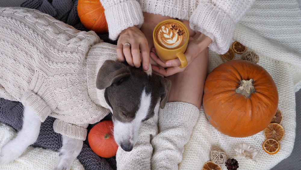 Person holding a coffee cup with a dog and pumpkins on a cozy blanket