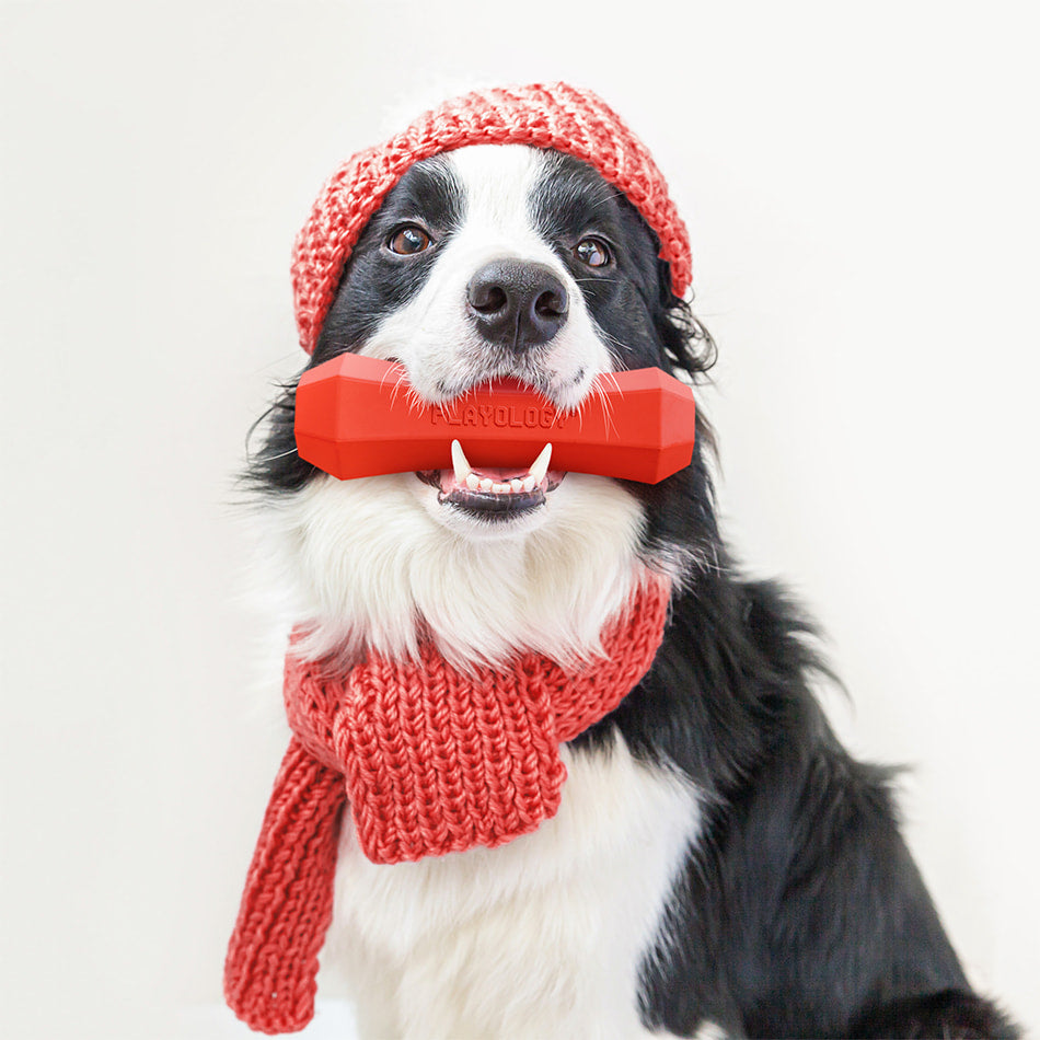 
                  
                    Squeaky Chew Stick | Grandma's Gravy
                  
                