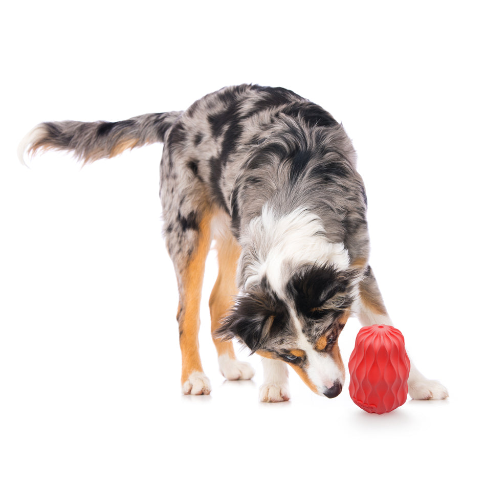 
                  
                    Dog playing with a red toy on a white background
                  
                