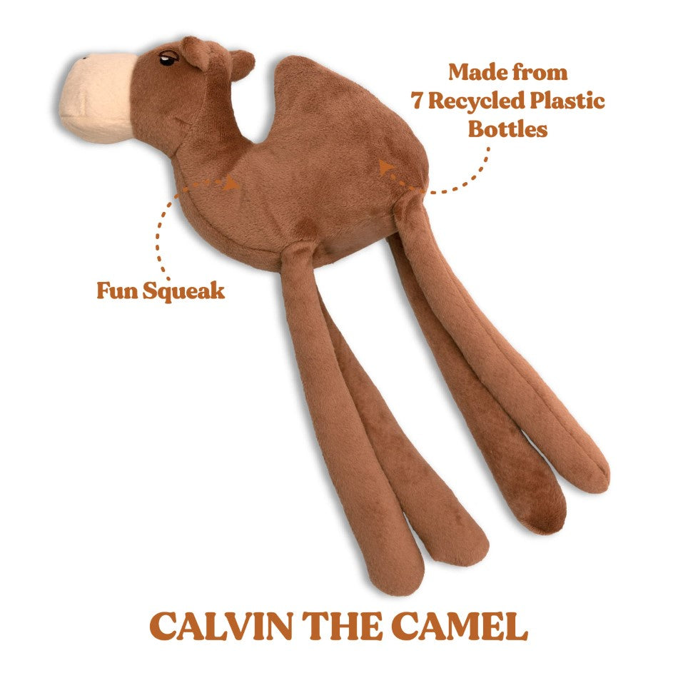 
                  
                    Calvin the Camel
                  
                