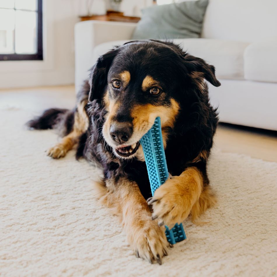 
                  
                    Dental Chew Stick
                  
                