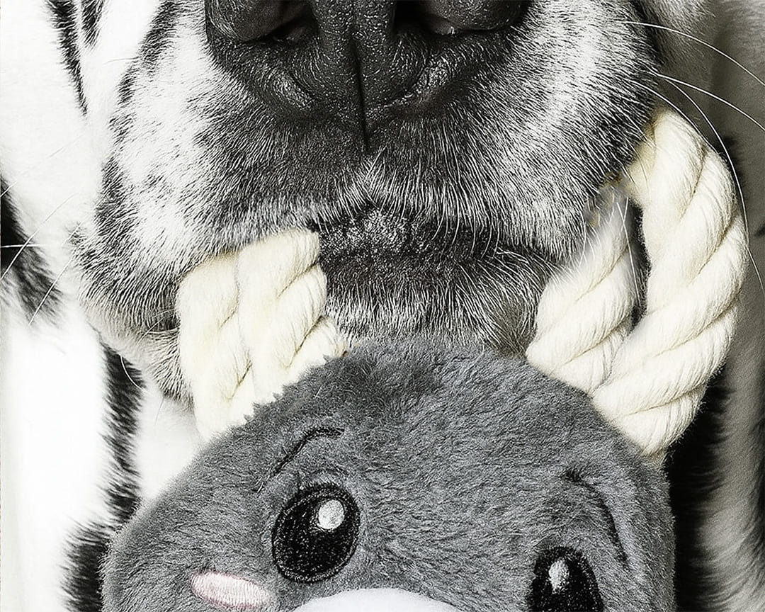 dog toys