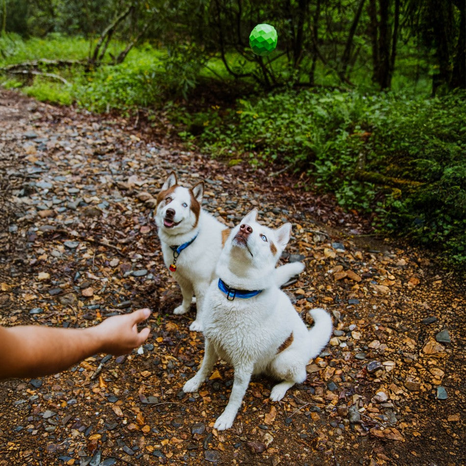 
                  
                    Squeaky Fetch Ball
                  
                