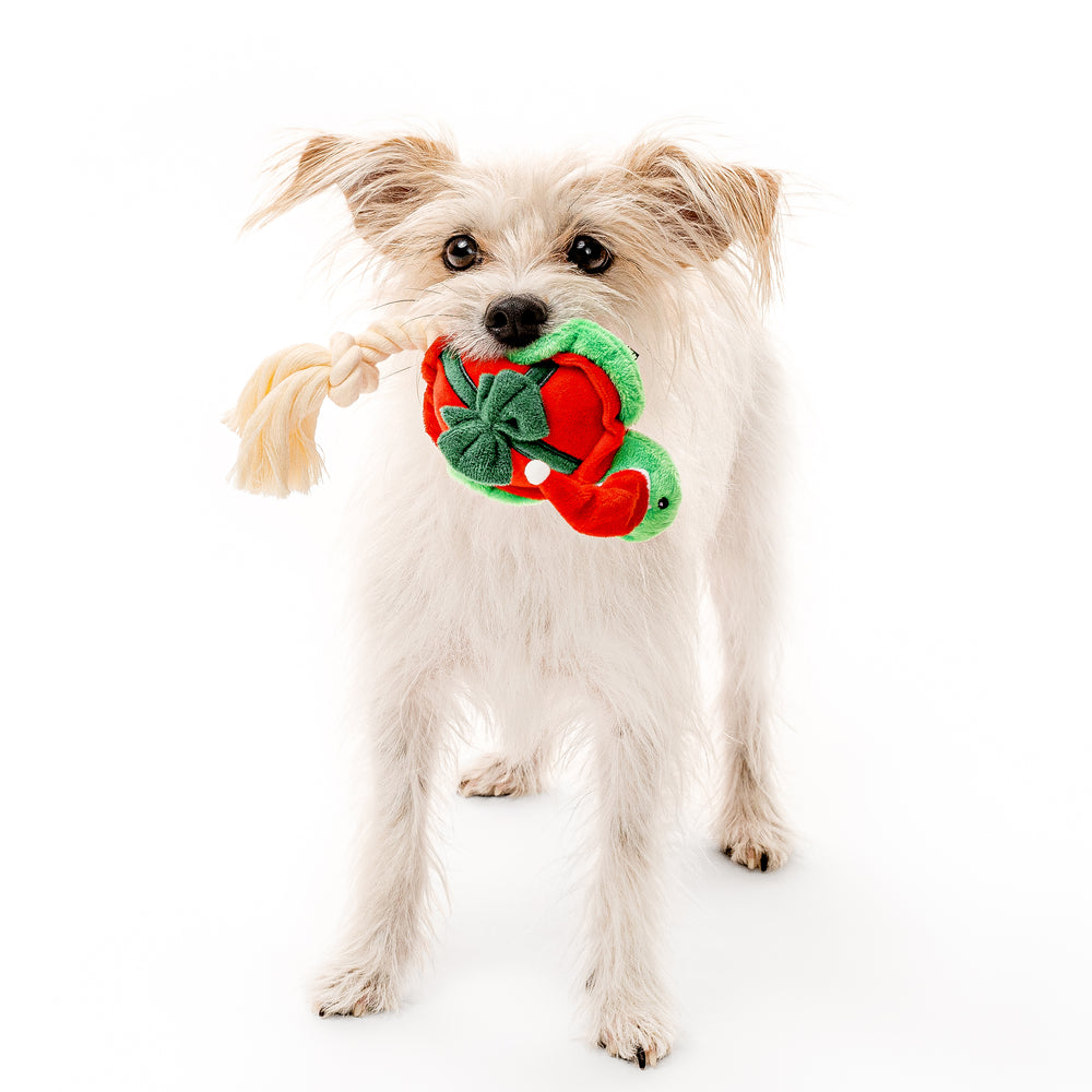 
                  
                    *Limited Edition* Timmy the Turtle
                  
                