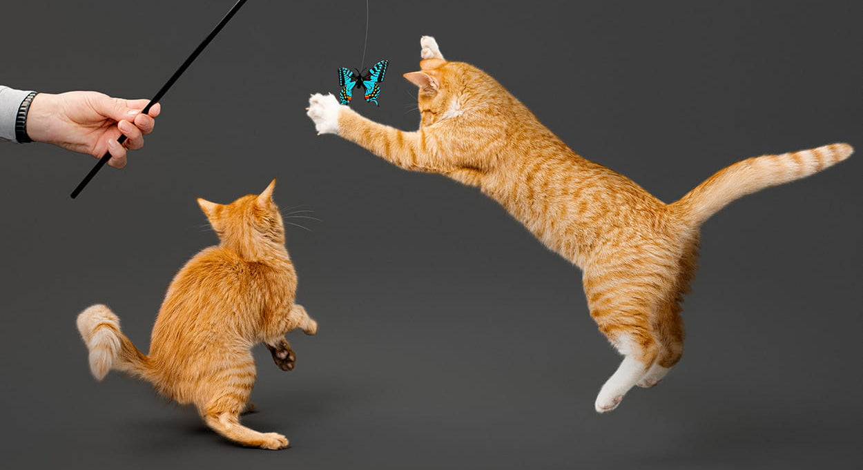 Two orange cats playing with a black wand toy and blue butterfly on a dark background