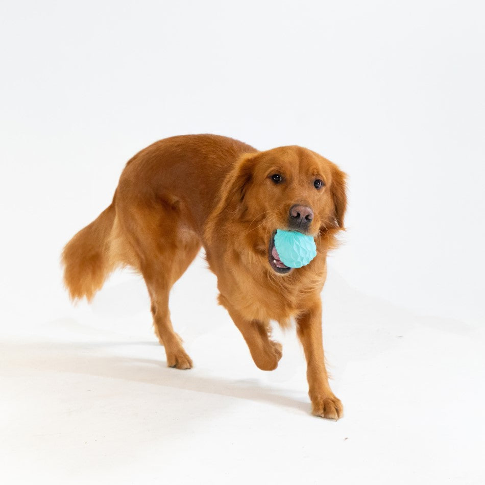 
                  
                    Squeaky Pinecone
                  
                