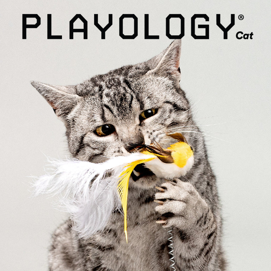 Cat playing with a toy, featuring the Playology brand on a gray background