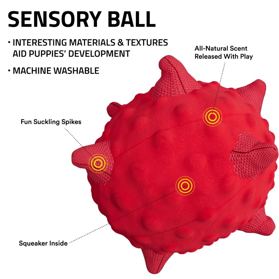 
                  
                    Sensory Ball
                  
                