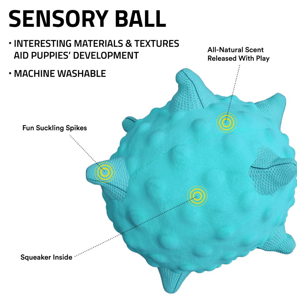 
                  
                    Sensory Ball
                  
                