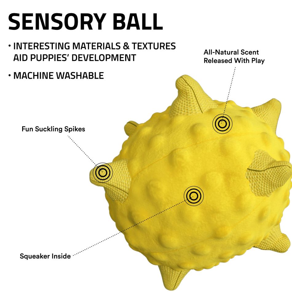 
                  
                    Sensory Ball
                  
                