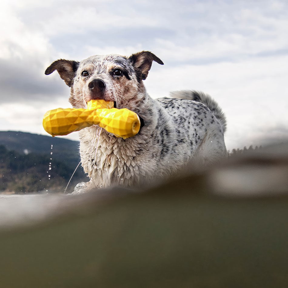 
                  
                    Squeaky Boomerang
                  
                