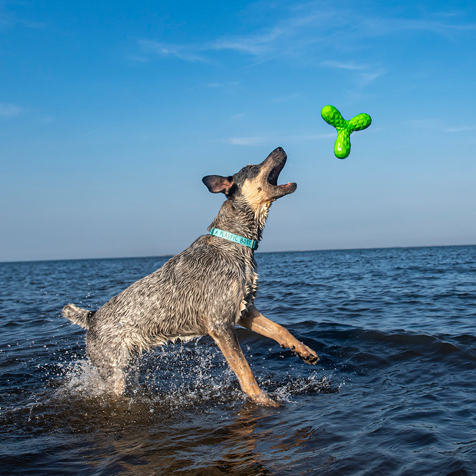 
                  
                    Squeaky Boomerang
                  
                