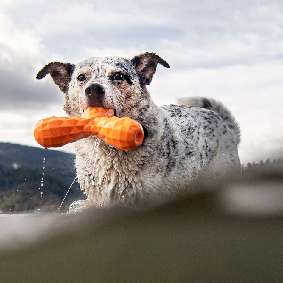 
                  
                    Squeaky Boomerang
                  
                