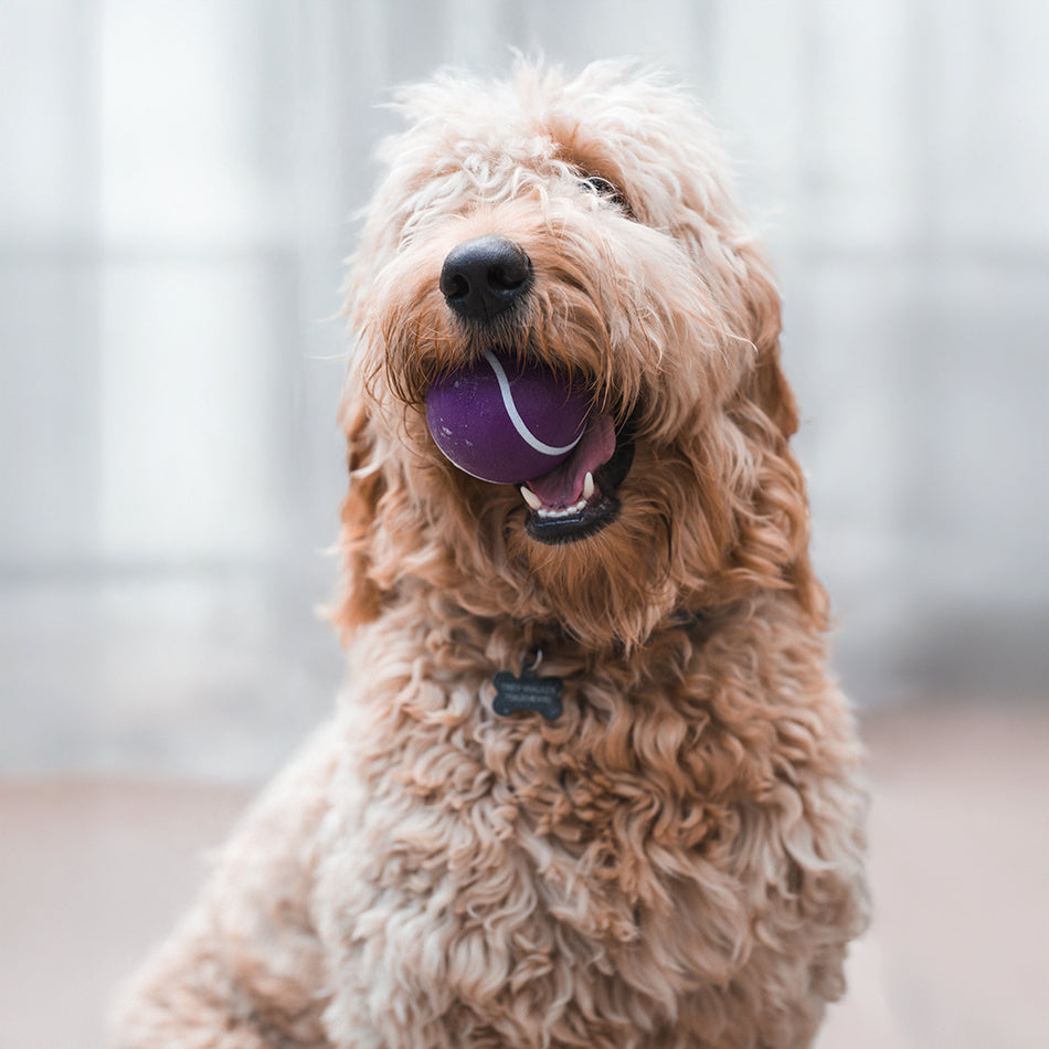 
                  
                    Squeaky Chew Ball
                  
                