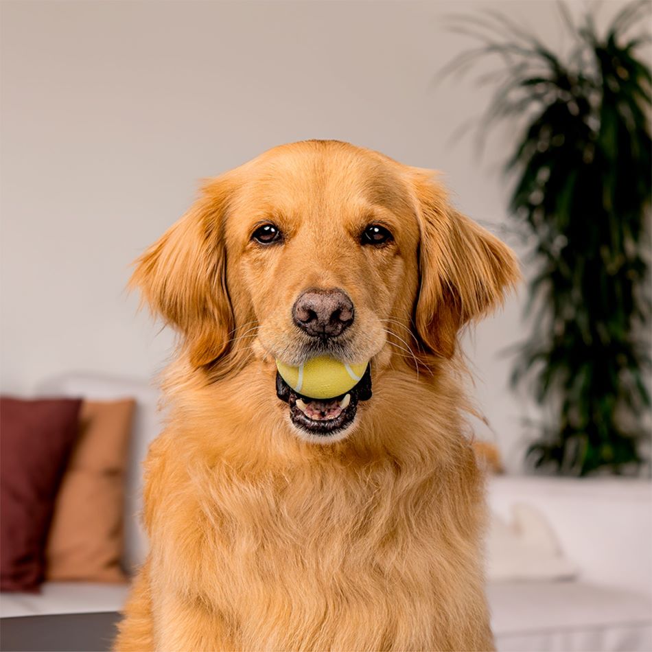 
                  
                    Squeaky Chew Ball
                  
                