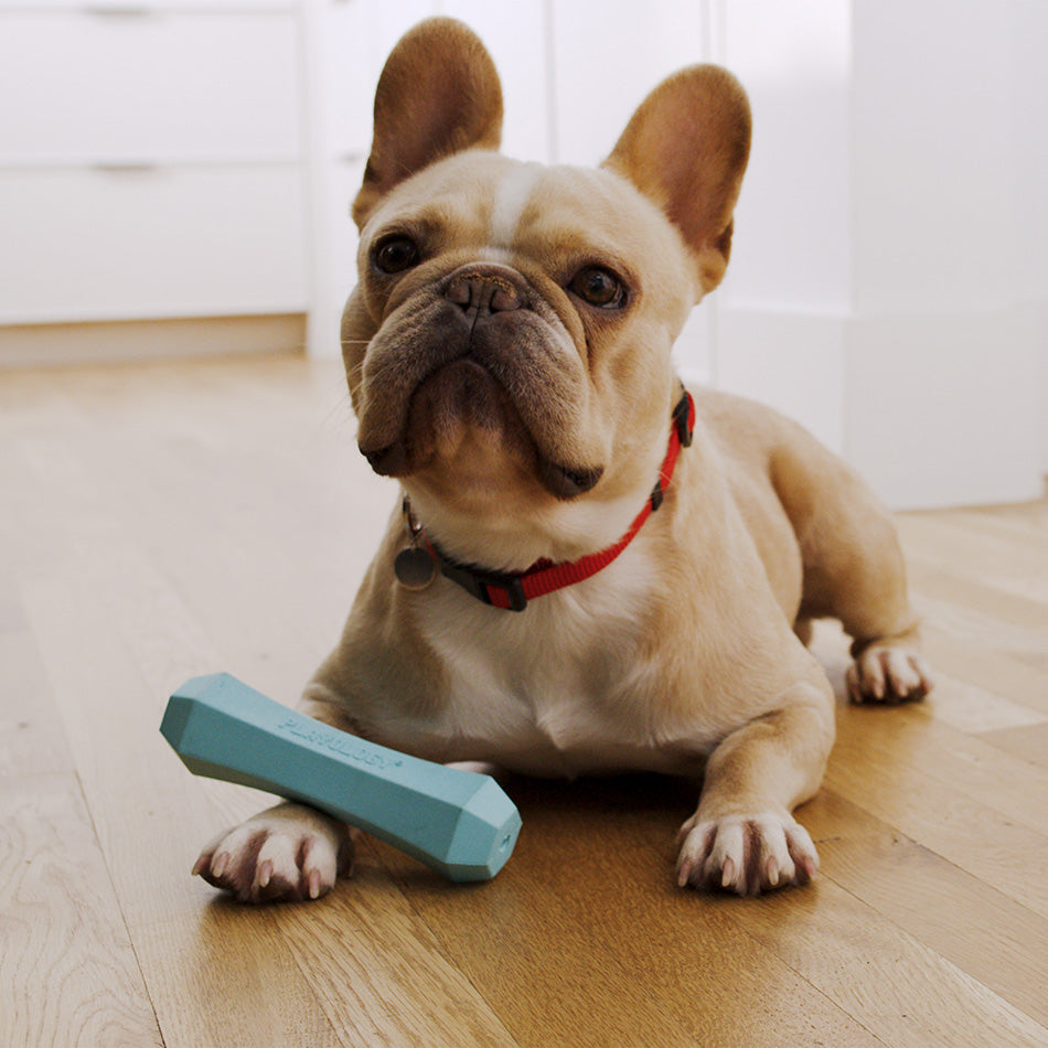 
                  
                    Squeaky Chew Stick
                  
                