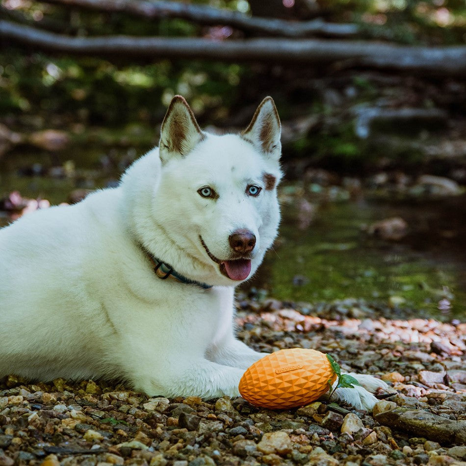 
                  
                    Squeaky Football
                  
                