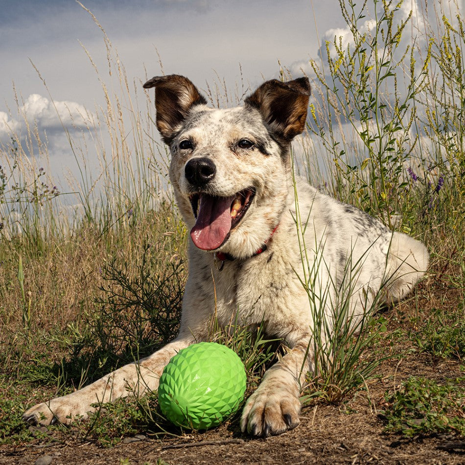 
                  
                    Squeaky Football
                  
                