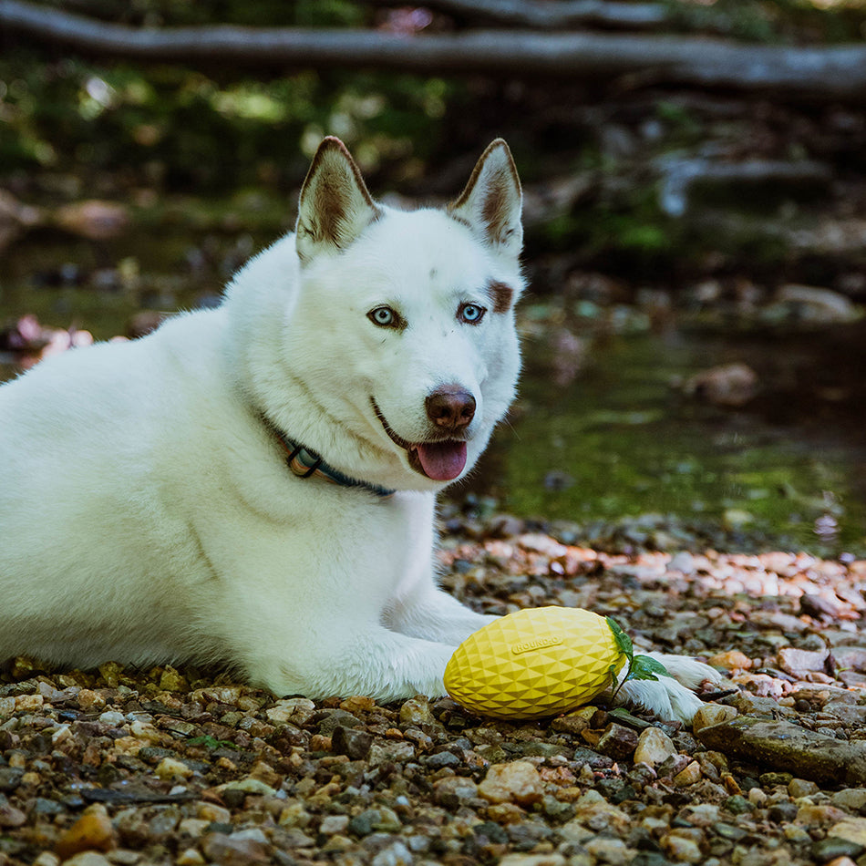 
                  
                    Squeaky Football
                  
                